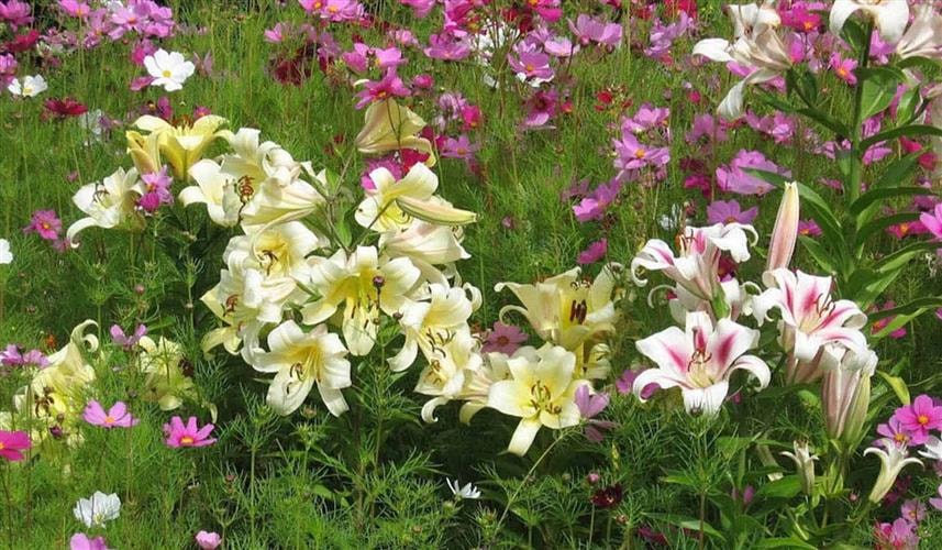 Tizer Botanic Gardens and Arboretum: day lilies and cosmos