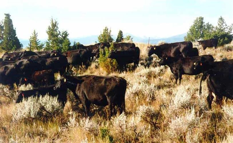 Mulvey Gulch Ranch: cows