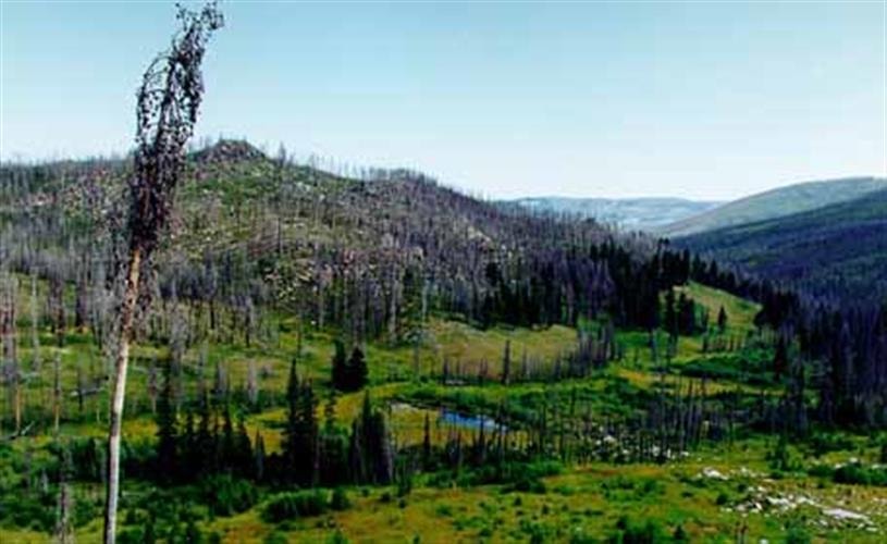 Maupin/Willard Creek Trail: 