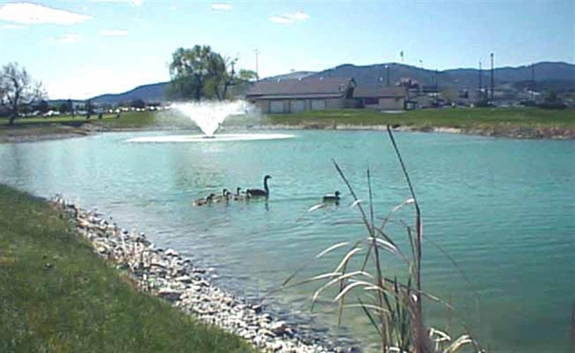 Bill Roberts Golf Course: ducks