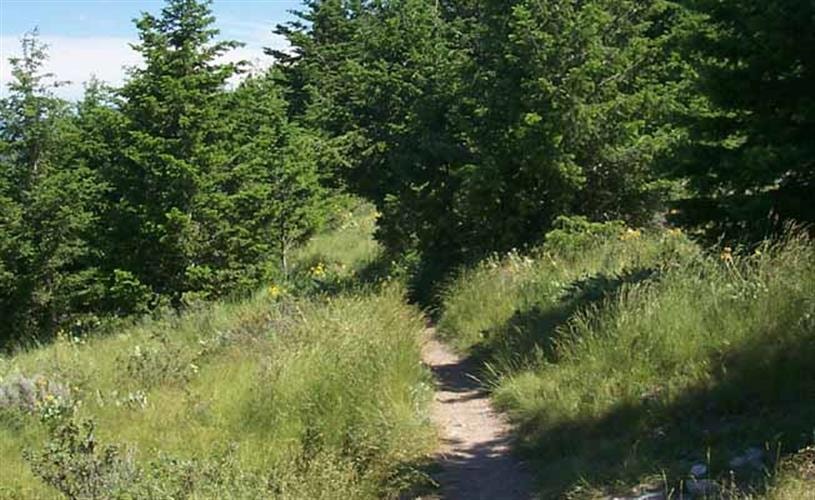 Mount Helena City Park: 1906 Trail