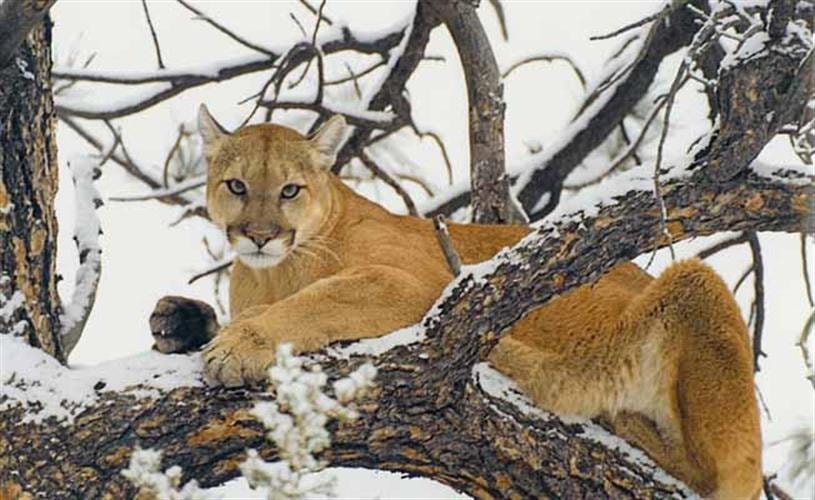 Backcountry Montana Adventures: mountain lion