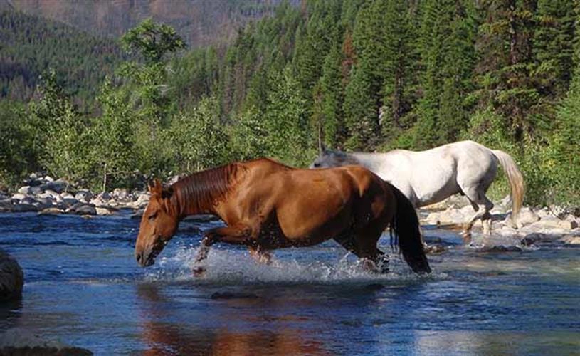 Mills Wilderness Adventures of Montana: Woodrow