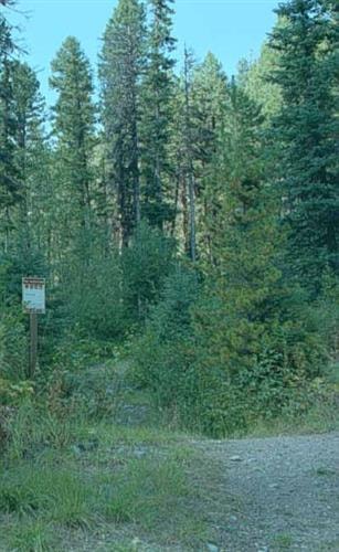 Arrastra Creek Trail: 