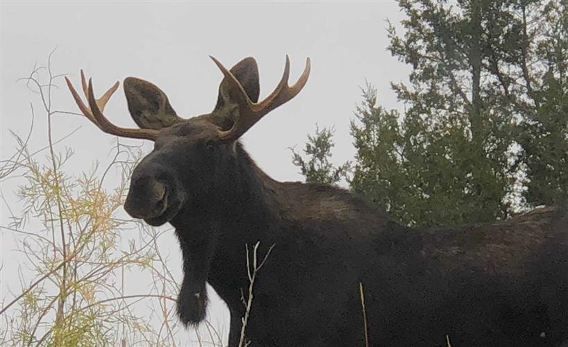 Rambling Moose Campground: 