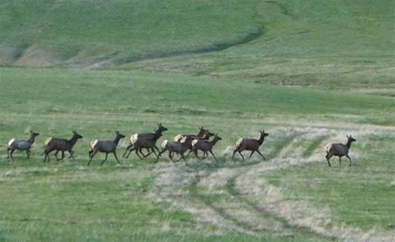 Mountain Elk Hunting Retreat: elk