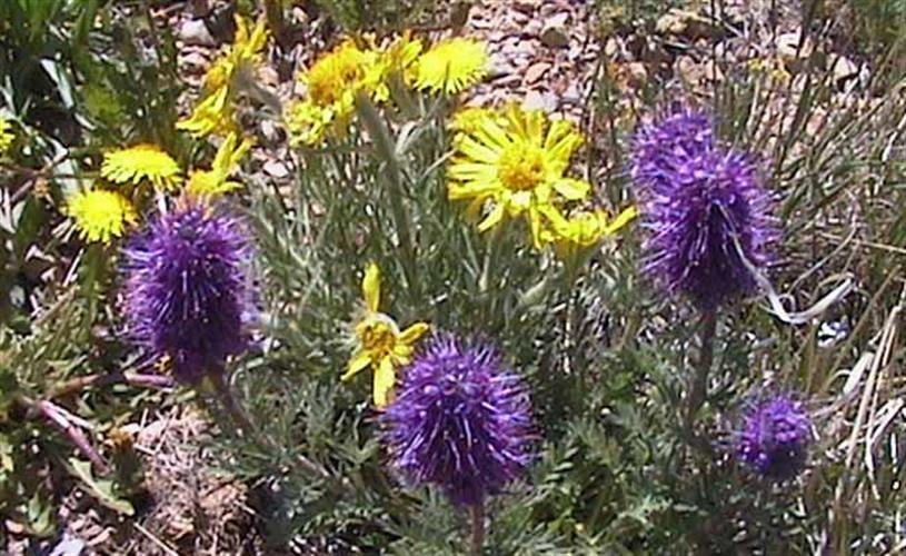 Backcountry Montana Adventures: wildflowers