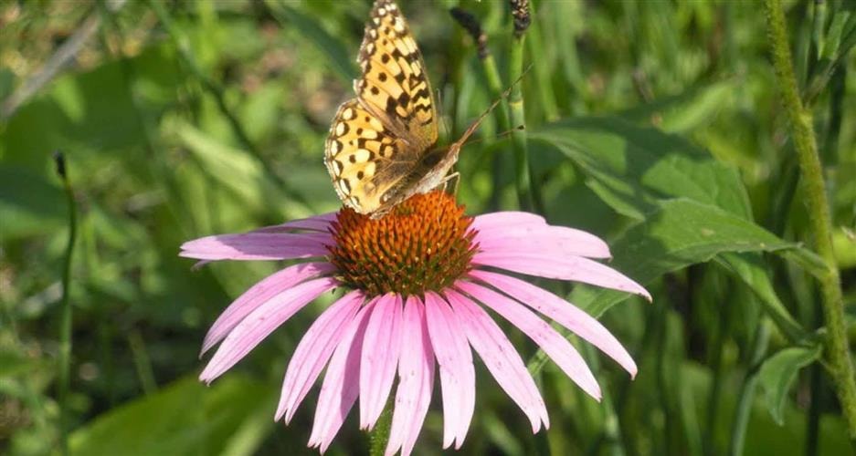 Tizer Botanic Gardens and Arboretum: butterfly
