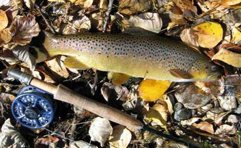 Riverfront House: fish