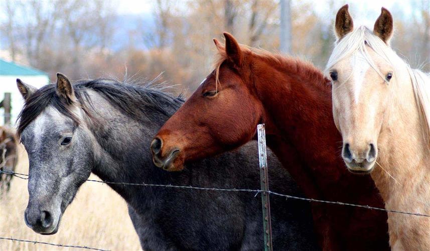 Crooked Antler Ranch: 