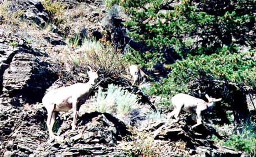Meriwether Canyon Trail: mountain goats