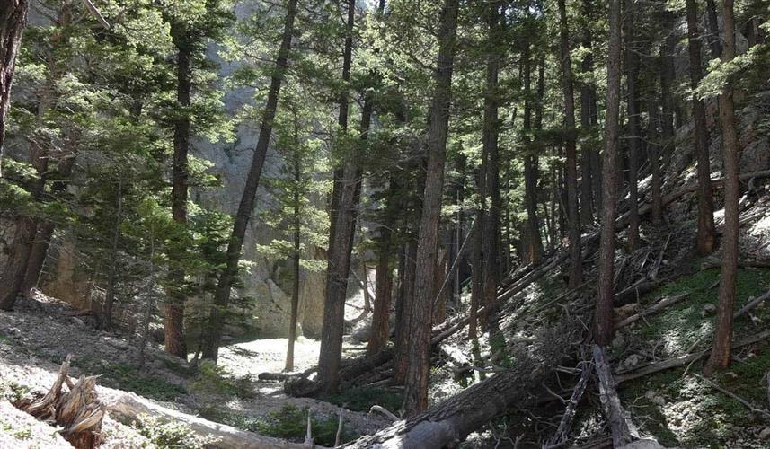 Refrigerator Canyon Trail: woods