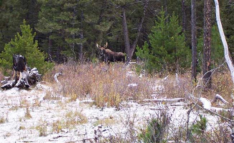 Mountain Elk Hunting Retreat: moose