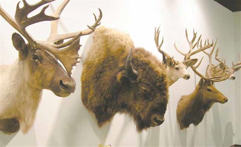 University of Montana Western Gallery/ Museum: Seidensticker collection