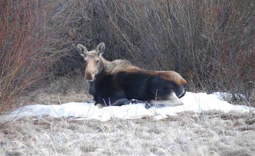 Red Rock Lakes National Wildlife Refuge: Moose