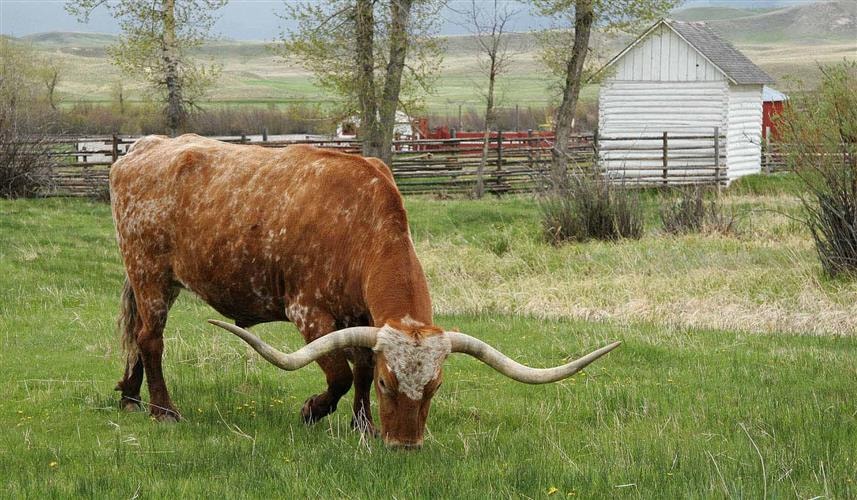 Grant-Kohrs Ranch National Historic Site: 