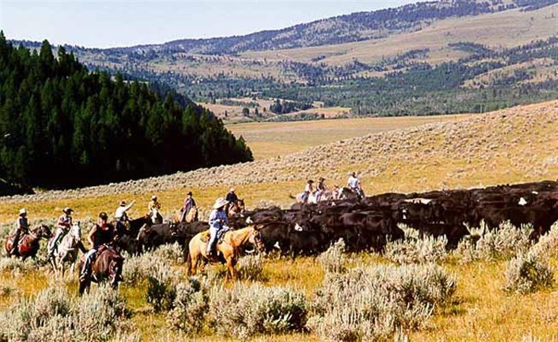 Montana High Country Cattle Drive: cattle drive