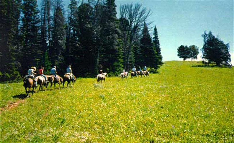 Beardsley Outfitting Inc.: horseback riders