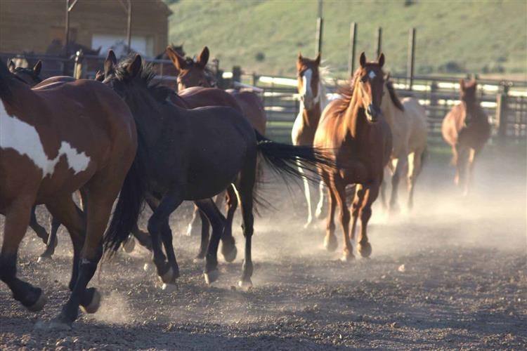 Upper Canyon Outfitters: 