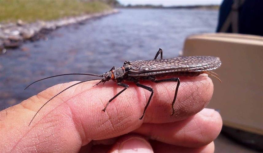 FishTales Outfitting: 