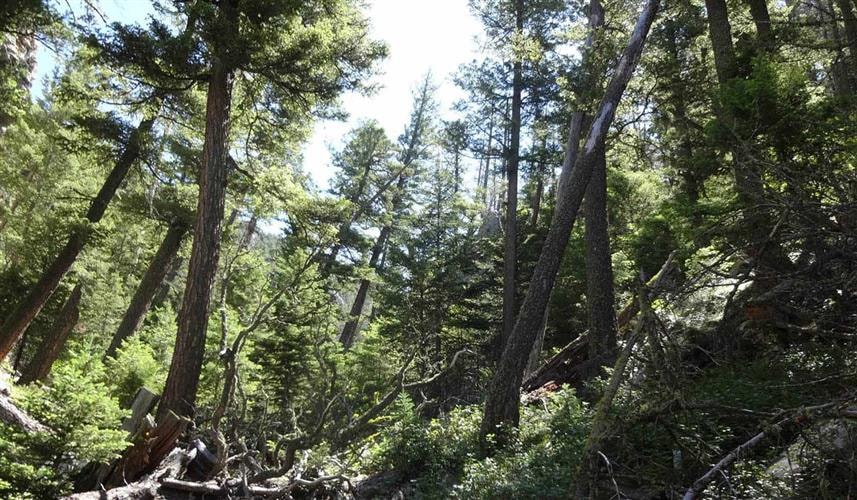 Refrigerator Canyon Trail: along the trail