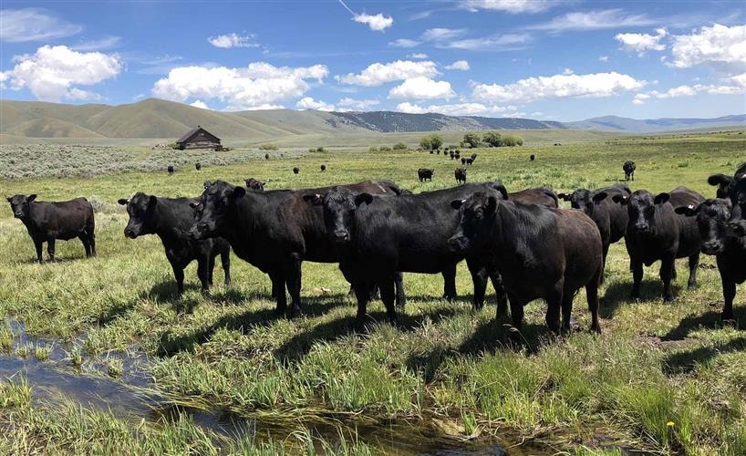 Montana's Medicine Lodge Adventures: 