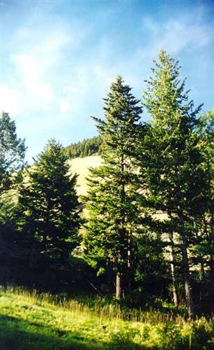 Mulvey Gulch Ranch: trees