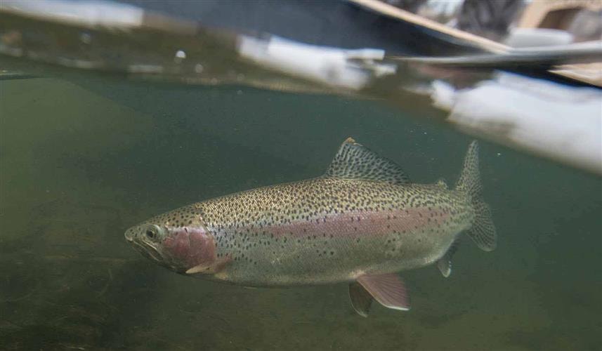 Montana Fishing Outfitters: 