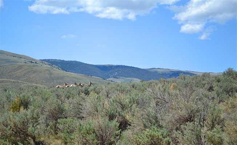 Big Sheep Creek Backcountry Byway: antelope