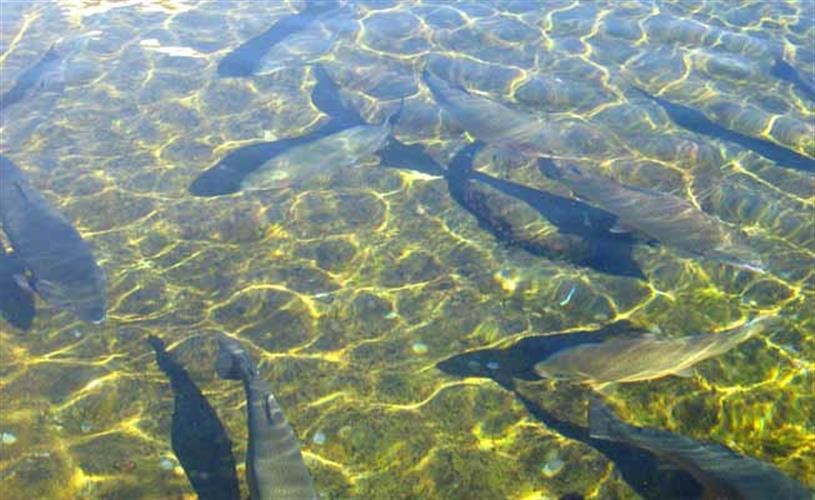 Washoe Park: Fish Hatchery