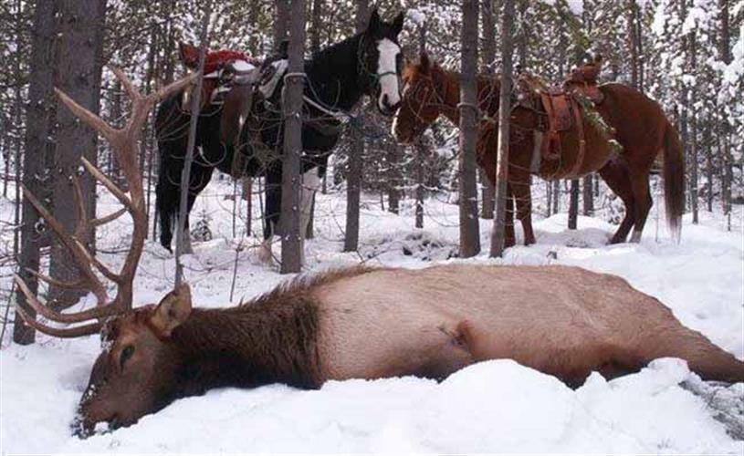 Royal Tine Outfitters: elk