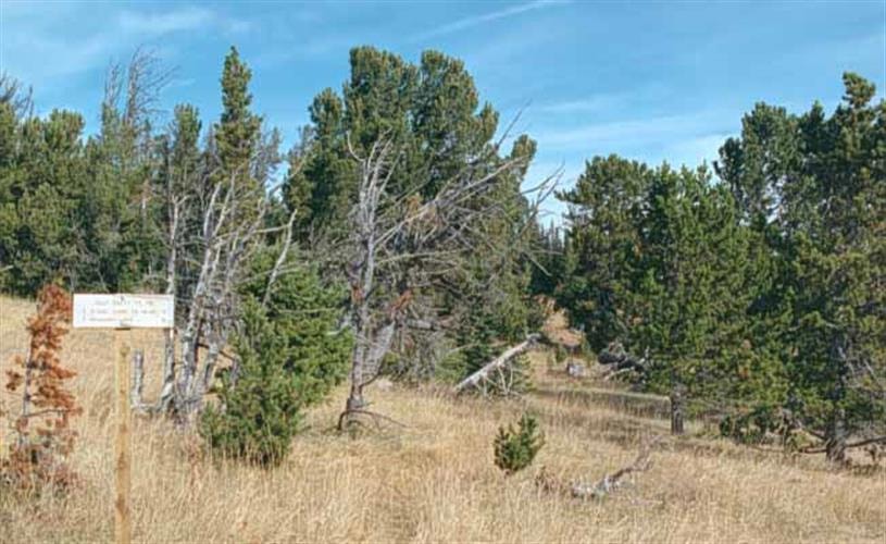 Helena National Forest: 