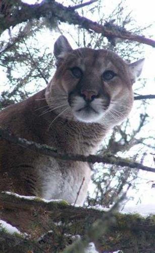 Royal Tine Outfitters: cougar