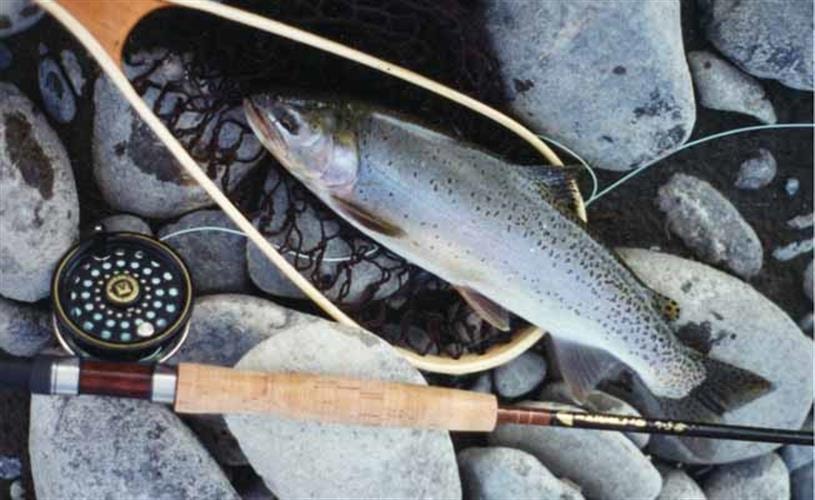 Thompson's Angling Adventures: fish