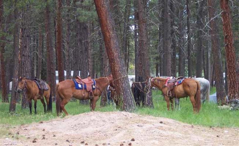 God's Country Outfitters: pack horses