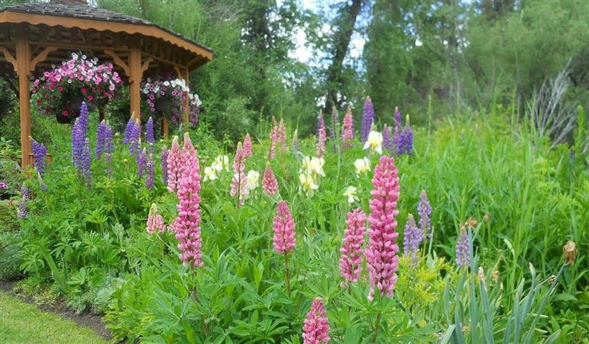 Tizer Botanic Gardens and Arboretum: and flowers