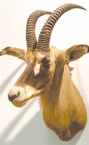 University of Montana Western Gallery/ Museum: gazelle in Seidensticker collection