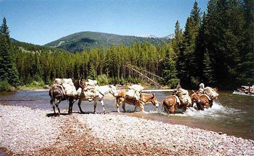 Royal Tine Outfitters: horse pack