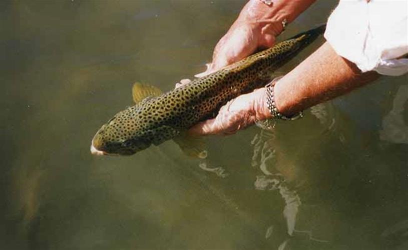 Thompson's Angling Adventures: fish