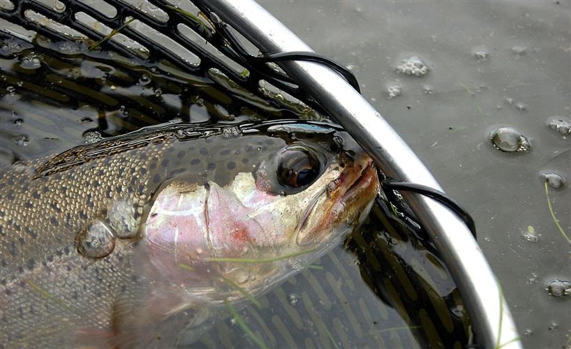 The Trout Shop Lodge: 