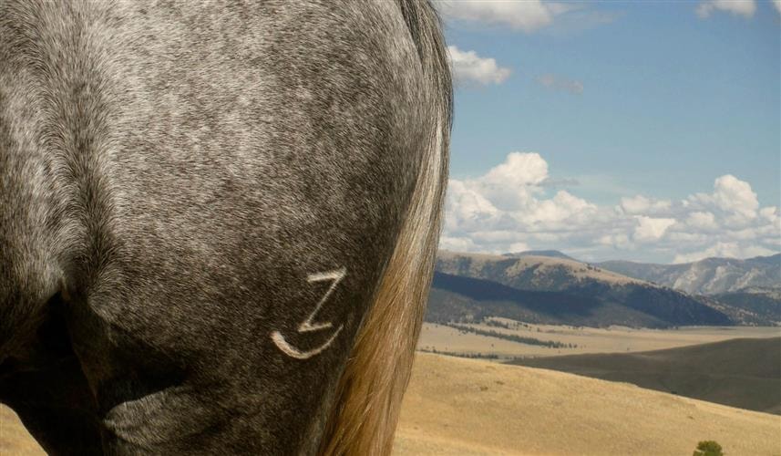 Rocking Z Guest Ranch: 