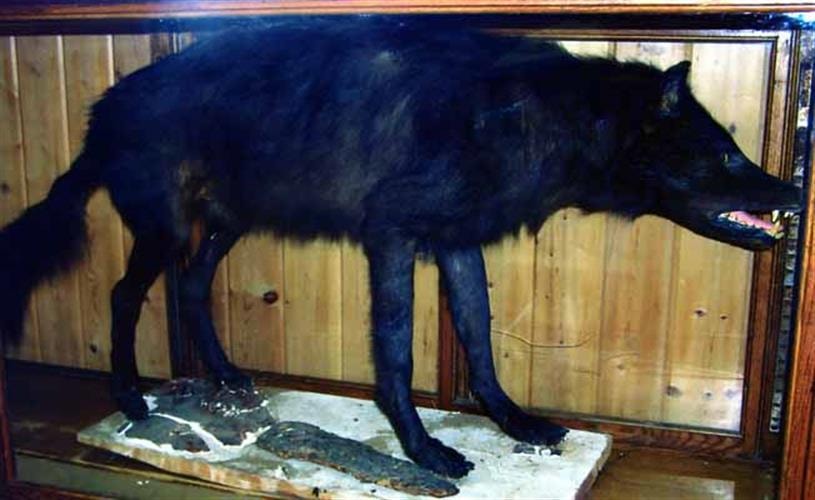 Madison Valley History Museum: wolf