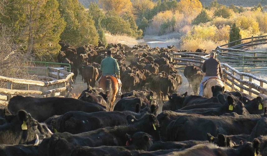 Ruby Valley Chamber of Commerce: 