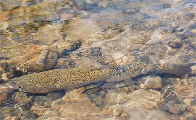 Randy Brown's Madison Flyfisher: underwater trout