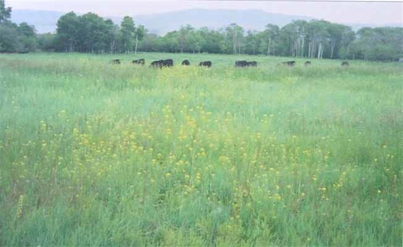 Staubach Creek Ranch: cattle in pasture