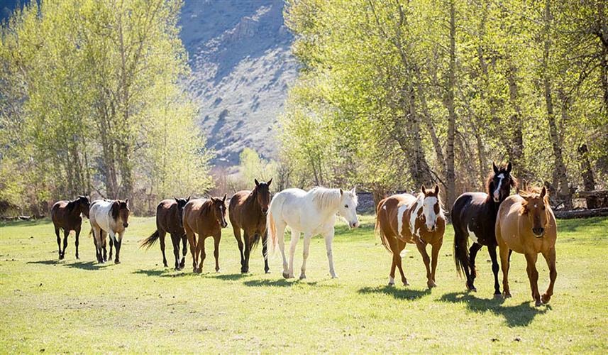 Rocking Z Guest Ranch: 