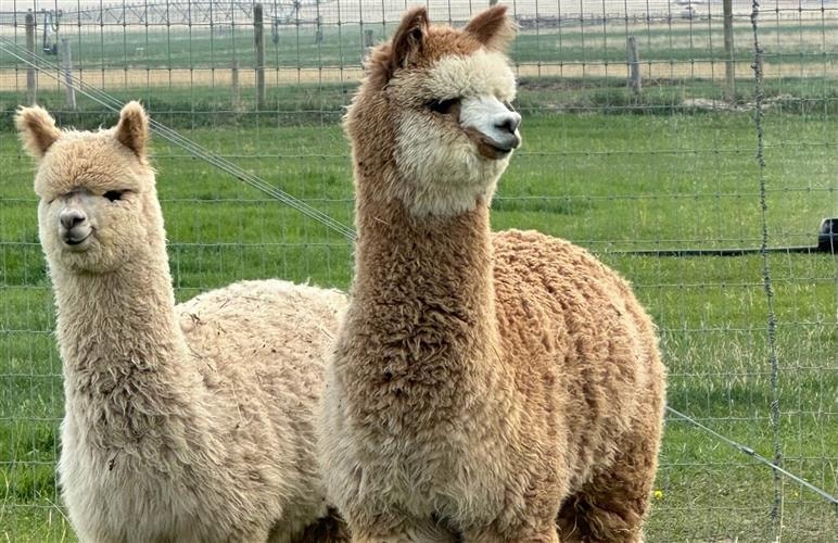 Heart and Soul Alpacas and Guest Cabins: 