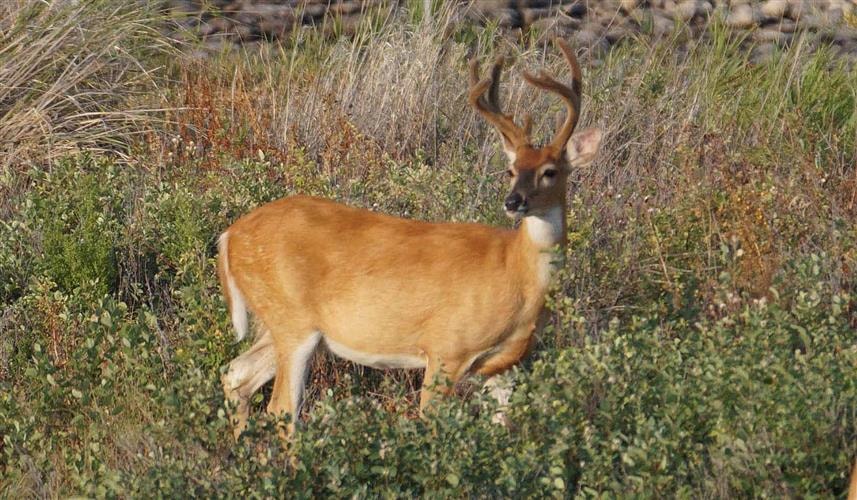 Big Hole River Retreat: 