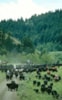 Montana High Country Cattle Drive