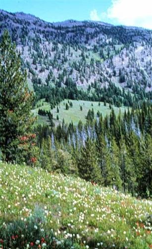 Continental Divide National Scenic Trail: 